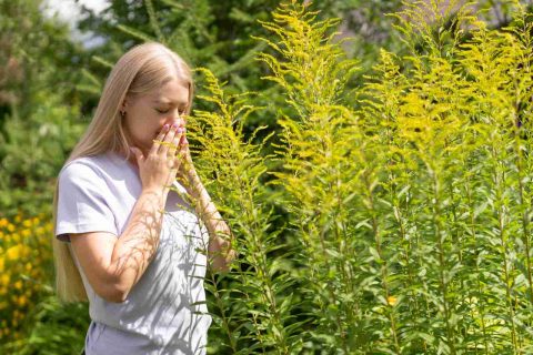 Plantă de Ambrosia artemisiifolia cu inflorescențe, sursa polenului alergen de la sfârșitul verii.
