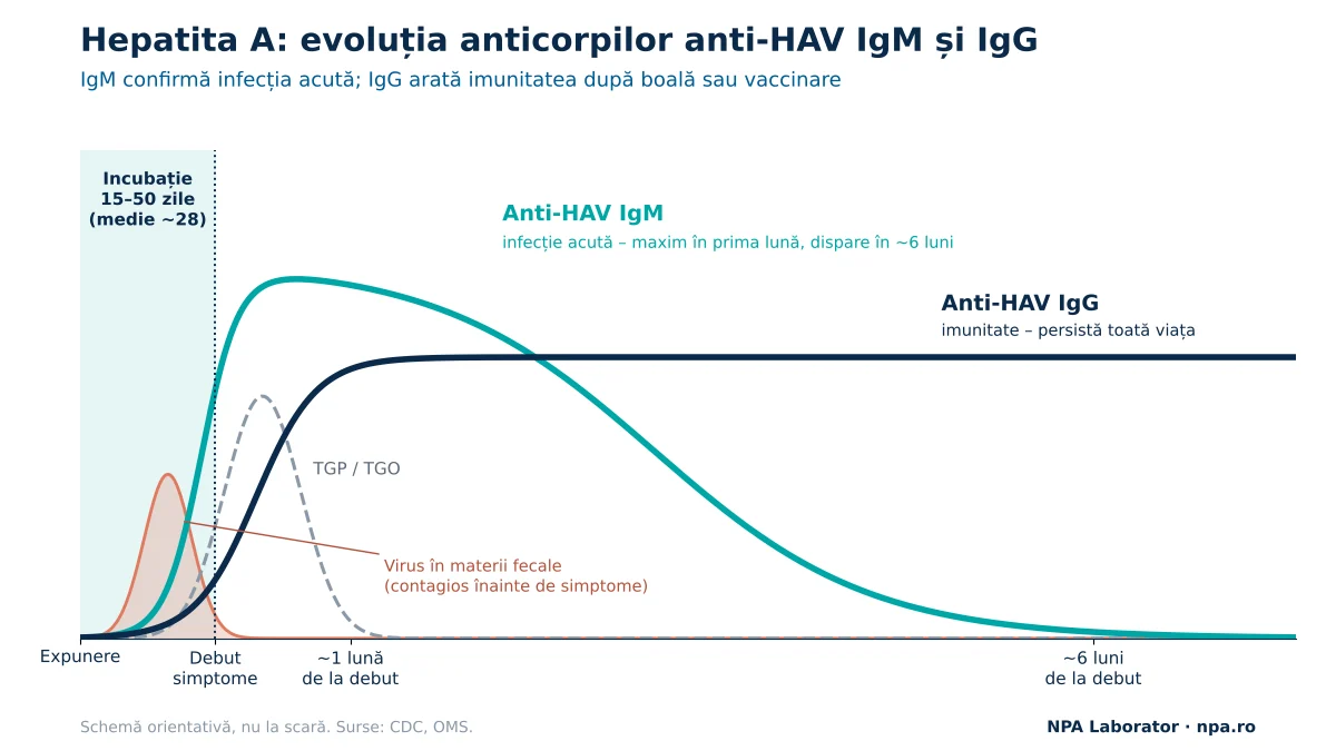 Hepatita A: evoluția anticorpilor anti-HAV IgM și IgG în raport cu debutul simptomelor