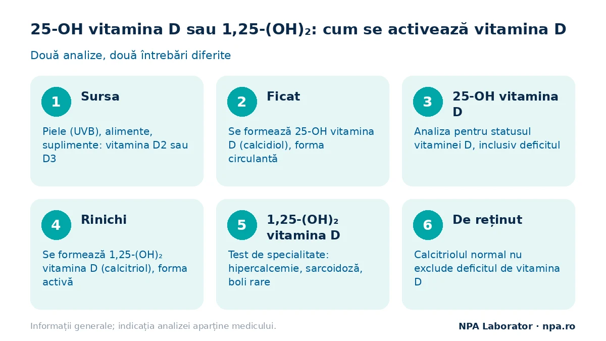 25-OH vitamina D sau 1,25-(OH)₂ vitamina D: cum se activează vitamina D în ficat și rinichi